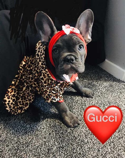 french bulldog gucci